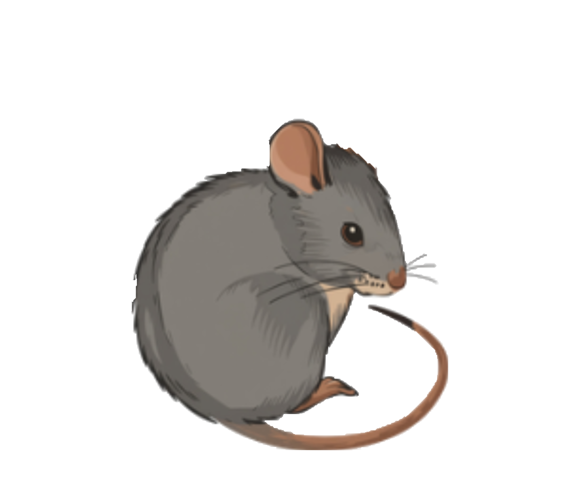 Maus
